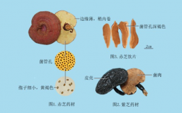靈芝