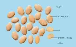白扁豆