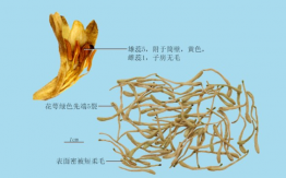 金銀花