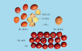 酸棗仁
