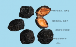 烏梅