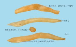 天冬 