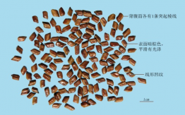 決明子