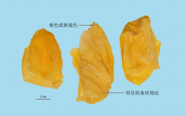雞內(nèi)金