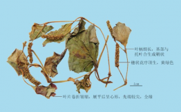 魚(yú)腥草