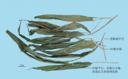 淡竹葉