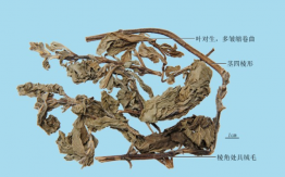 薄荷