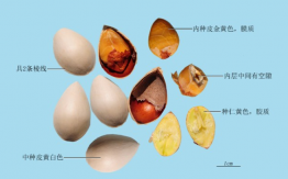 白果