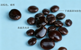 枳椇子