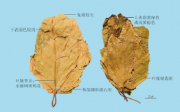 桑葉
