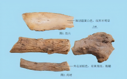 葛根