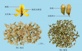 槐花