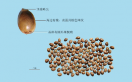 火麻仁