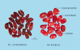 山茱萸