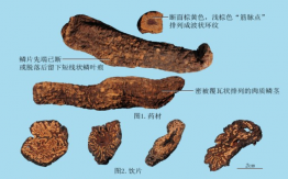 肉蓯蓉