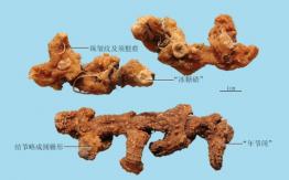 黃精