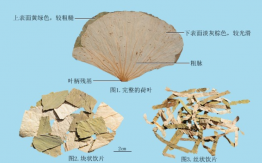 荷葉