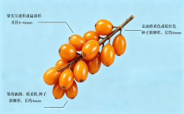 沙棘