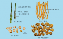 鐵皮石斛