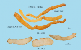 玉竹