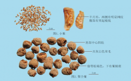覆盆子