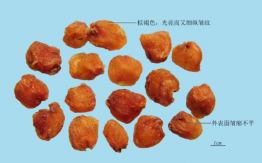 龍眼肉（桂圓）