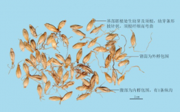 麥芽