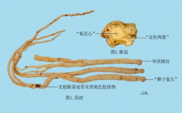 黨參