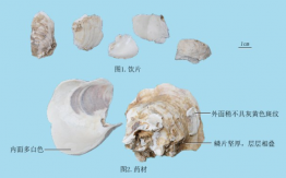 牡蠣