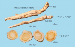 桔梗