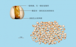 薏苡仁