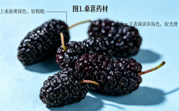 桑葚