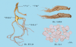 人參