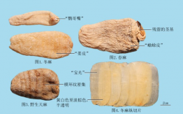 天麻