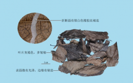 杜仲葉
