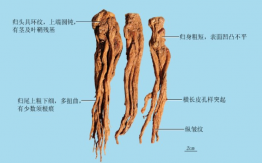 當(dāng)歸