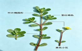 馬齒莧