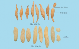 麥冬